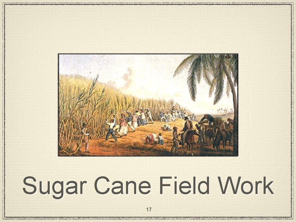 Sugar Cane Field Work 17 