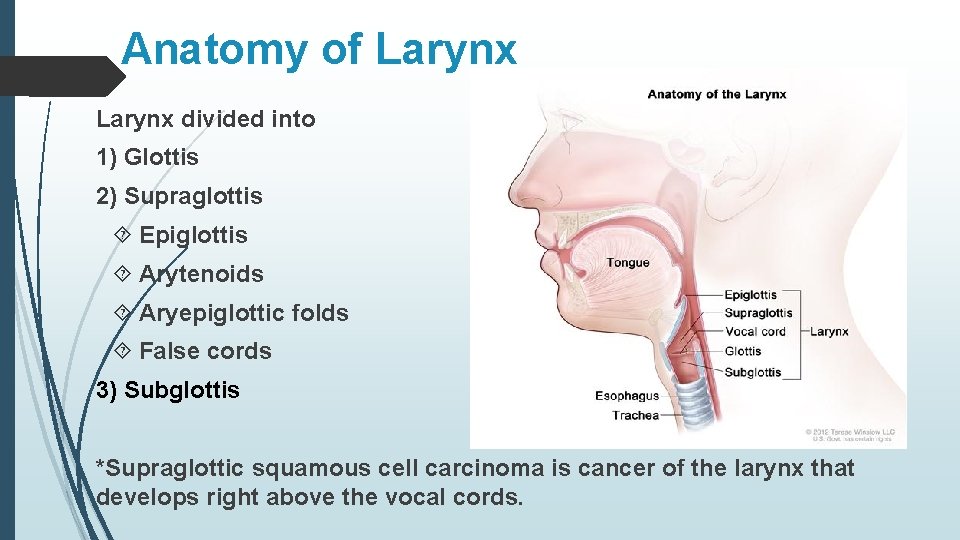 Anatomy of Larynx divided into 1) Glottis 2) Supraglottis Epiglottis Arytenoids Aryepiglottic folds False