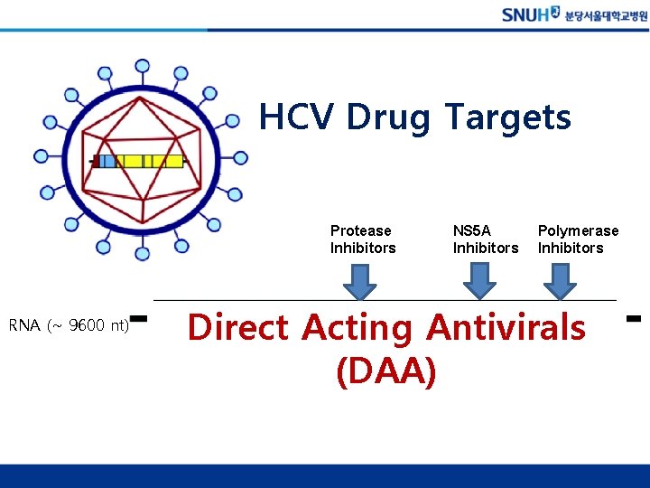 HCV Drug Targets Protease Inhibitors RNA (~ 9600 nt) NS 5 A Inhibitors Polymerase