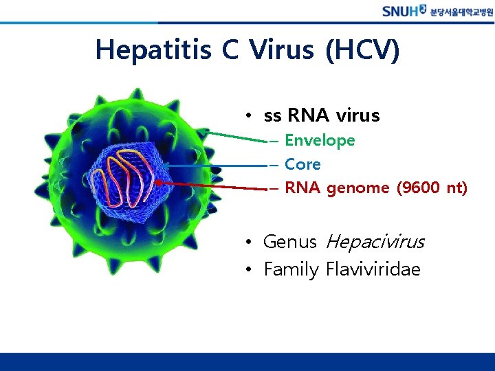 Hepatitis C Virus (HCV) • ss RNA virus – Envelope – Core – RNA