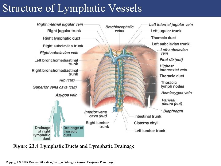 Structure of Lymphatic Vessels Figure 23. 4 Lymphatic Ducts and Lymphatic Drainage Copyright © Structure of Lymphatic Vessels Figure 23. 4 Lymphatic Ducts and Lymphatic Drainage Copyright ©