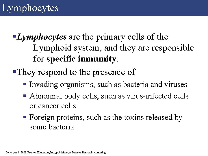 Lymphocytes §Lymphocytes are the primary cells of the Lymphoid system, and they are responsible Lymphocytes §Lymphocytes are the primary cells of the Lymphoid system, and they are responsible