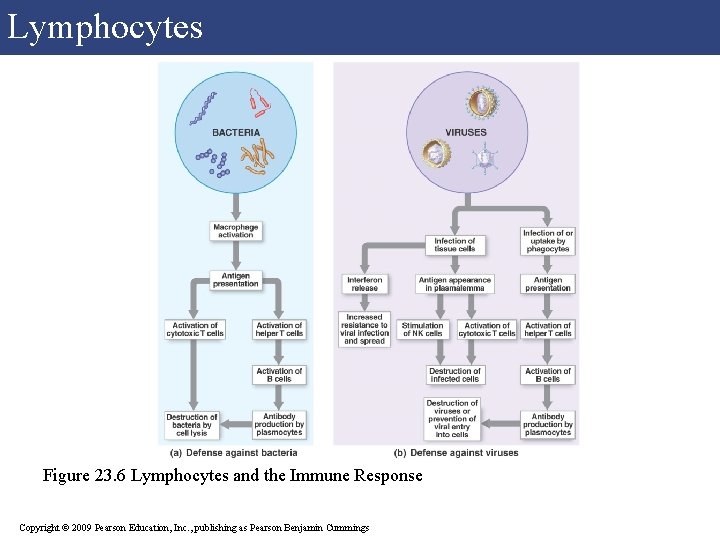Lymphocytes Figure 23. 6 Lymphocytes and the Immune Response Copyright © 2009 Pearson Education, Lymphocytes Figure 23. 6 Lymphocytes and the Immune Response Copyright © 2009 Pearson Education,