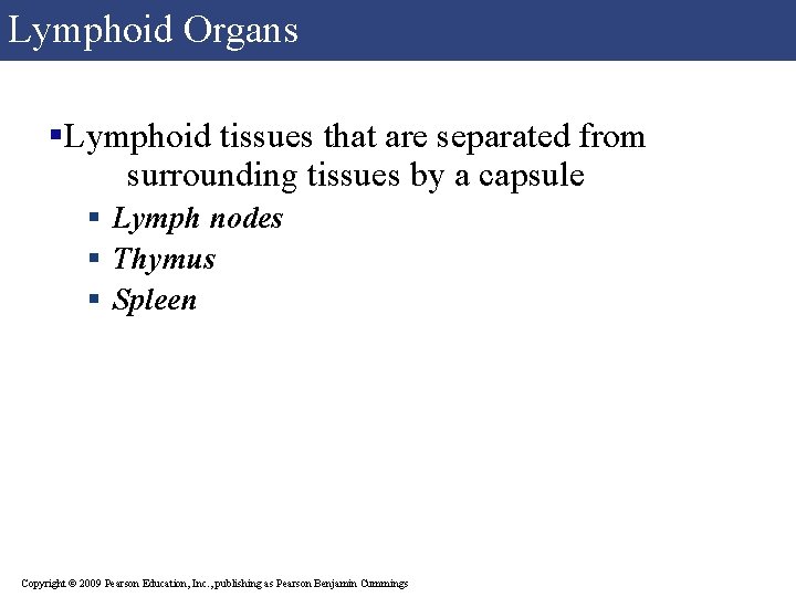 Lymphoid Organs §Lymphoid tissues that are separated from surrounding tissues by a capsule § Lymphoid Organs §Lymphoid tissues that are separated from surrounding tissues by a capsule §