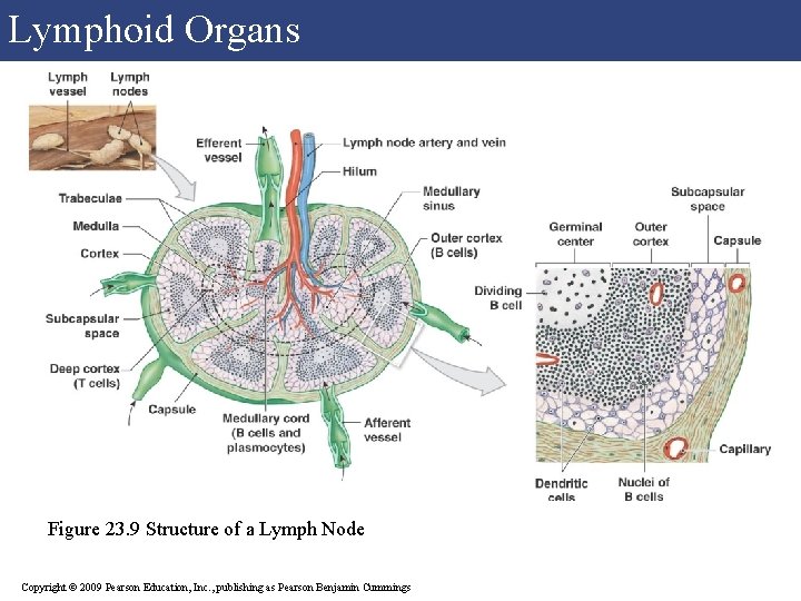 Lymphoid Organs Figure 23. 9 Structure of a Lymph Node Copyright © 2009 Pearson Lymphoid Organs Figure 23. 9 Structure of a Lymph Node Copyright © 2009 Pearson