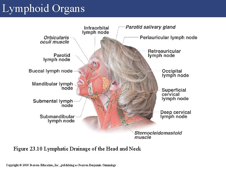 Lymphoid Organs Figure 23. 10 Lymphatic Drainage of the Head and Neck Copyright © Lymphoid Organs Figure 23. 10 Lymphatic Drainage of the Head and Neck Copyright ©