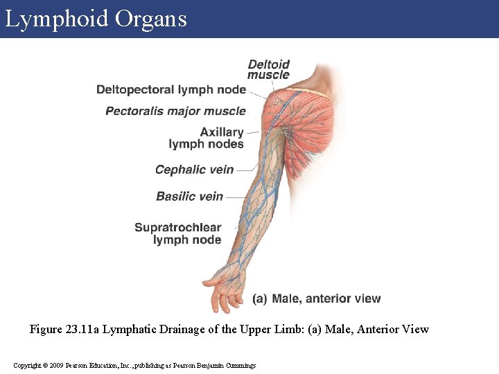 Lymphoid Organs Figure 23. 11 a Lymphatic Drainage of the Upper Limb: (a) Male, Lymphoid Organs Figure 23. 11 a Lymphatic Drainage of the Upper Limb: (a) Male,