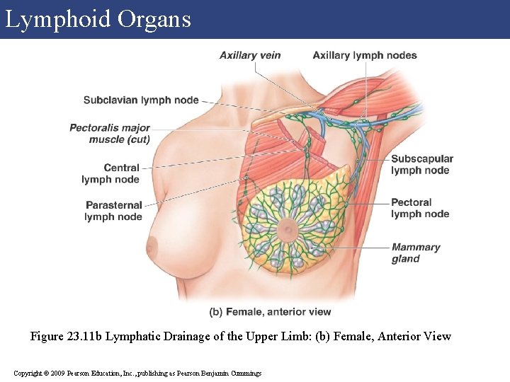 Lymphoid Organs Figure 23. 11 b Lymphatic Drainage of the Upper Limb: (b) Female, Lymphoid Organs Figure 23. 11 b Lymphatic Drainage of the Upper Limb: (b) Female,
