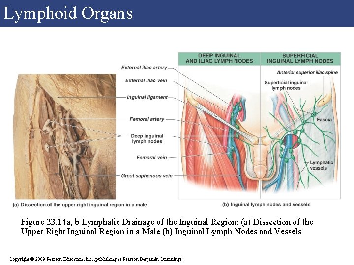 Lymphoid Organs Figure 23. 14 a, b Lymphatic Drainage of the Inguinal Region: (a) Lymphoid Organs Figure 23. 14 a, b Lymphatic Drainage of the Inguinal Region: (a)