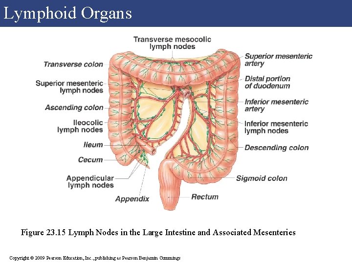 Lymphoid Organs Figure 23. 15 Lymph Nodes in the Large Intestine and Associated Mesenteries Lymphoid Organs Figure 23. 15 Lymph Nodes in the Large Intestine and Associated Mesenteries