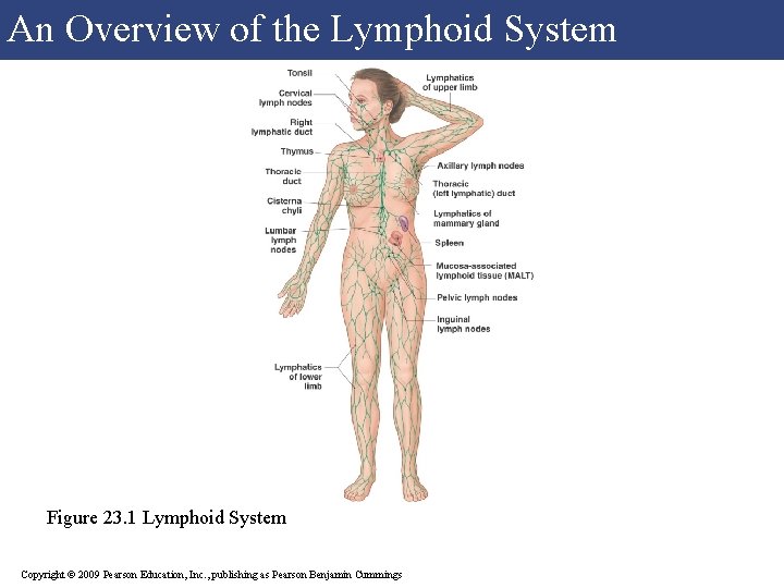 An Overview of the Lymphoid System Figure 23. 1 Lymphoid System Copyright © 2009 An Overview of the Lymphoid System Figure 23. 1 Lymphoid System Copyright © 2009