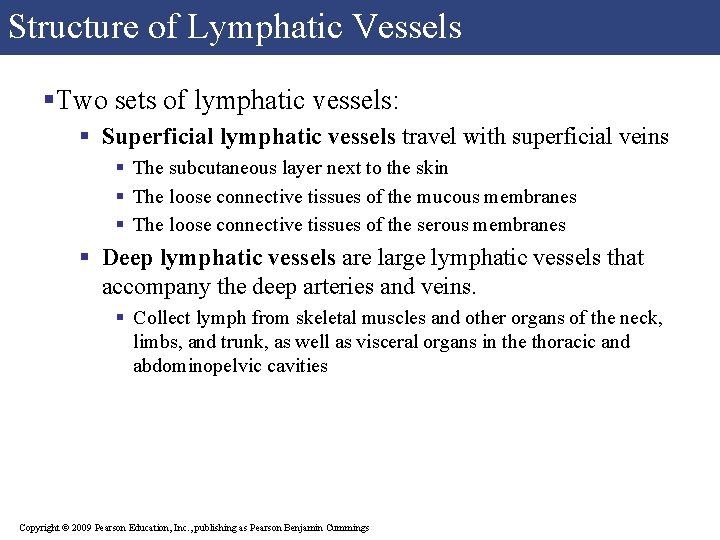 Structure of Lymphatic Vessels §Two sets of lymphatic vessels: § Superficial lymphatic vessels travel Structure of Lymphatic Vessels §Two sets of lymphatic vessels: § Superficial lymphatic vessels travel