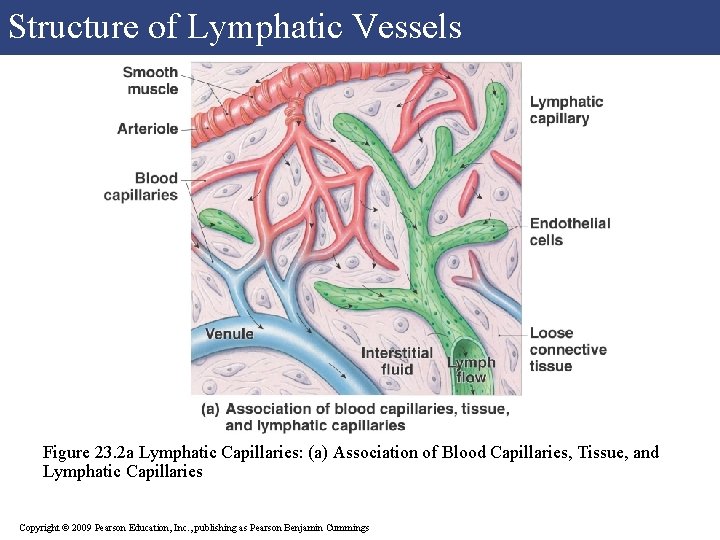 Structure of Lymphatic Vessels Figure 23. 2 a Lymphatic Capillaries: (a) Association of Blood Structure of Lymphatic Vessels Figure 23. 2 a Lymphatic Capillaries: (a) Association of Blood
