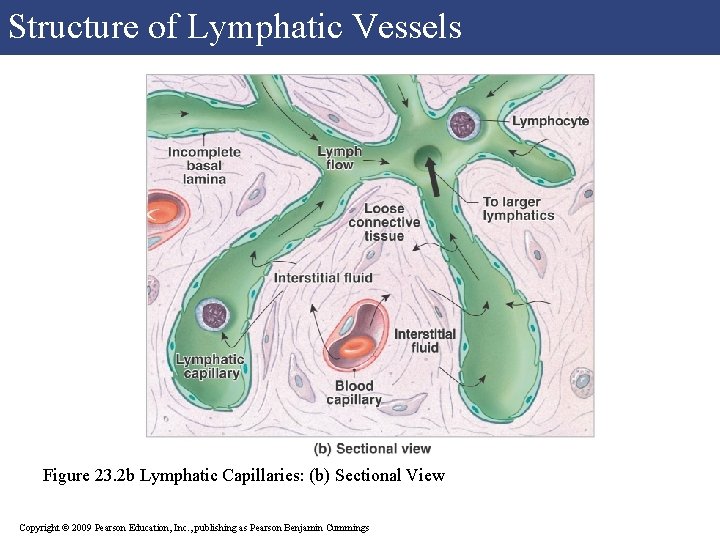 Structure of Lymphatic Vessels Figure 23. 2 b Lymphatic Capillaries: (b) Sectional View Copyright Structure of Lymphatic Vessels Figure 23. 2 b Lymphatic Capillaries: (b) Sectional View Copyright