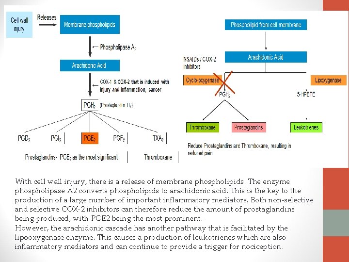 With cell wall injury, there is a release of membrane phospholipids. The enzyme phospholipase