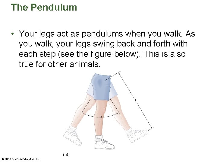 The Pendulum • Your legs act as pendulums when you walk. As you walk,