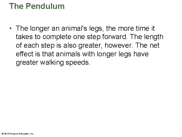 The Pendulum • The longer an animal's legs, the more time it takes to
