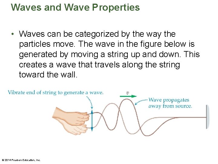 Waves and Wave Properties • Waves can be categorized by the way the particles