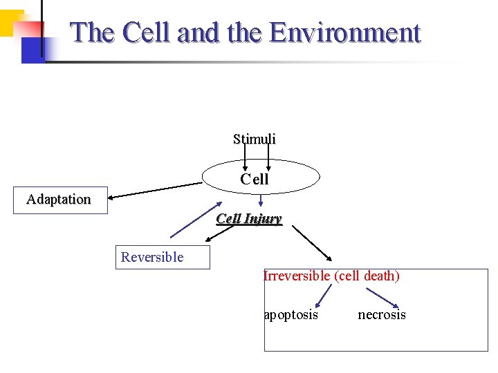 The Cell and the Environment Stimuli Cell Adaptation Cell Injury Reversible Irreversible (cell death)
