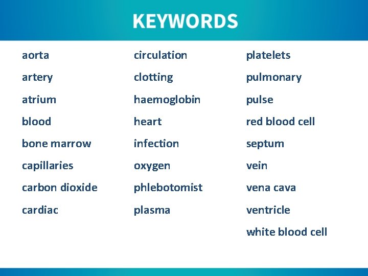 aorta circulation platelets artery clotting pulmonary atrium haemoglobin pulse blood heart red blood cell