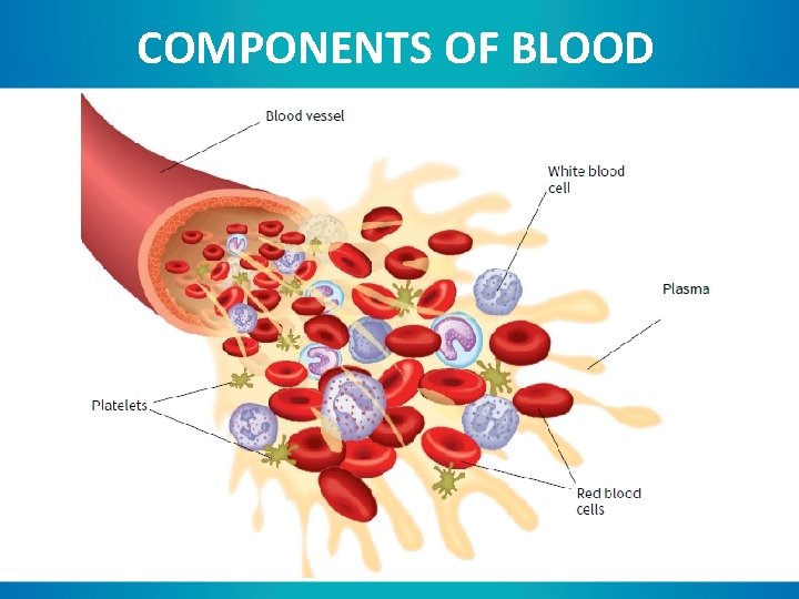 COMPONENTS OF BLOOD 