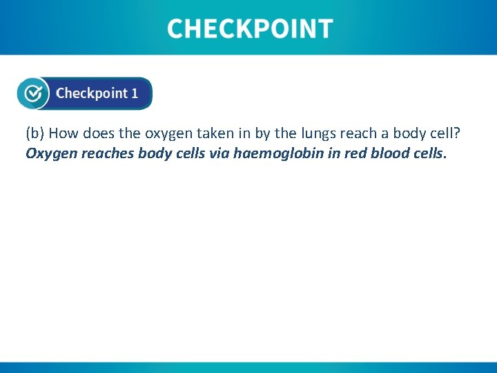 (b) How does the oxygen taken in by the lungs reach a body cell?