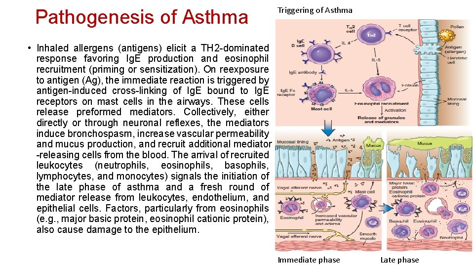 Pathogenesis of Asthma Triggering of Asthma • Inhaled allergens (antigens) elicit a TH 2