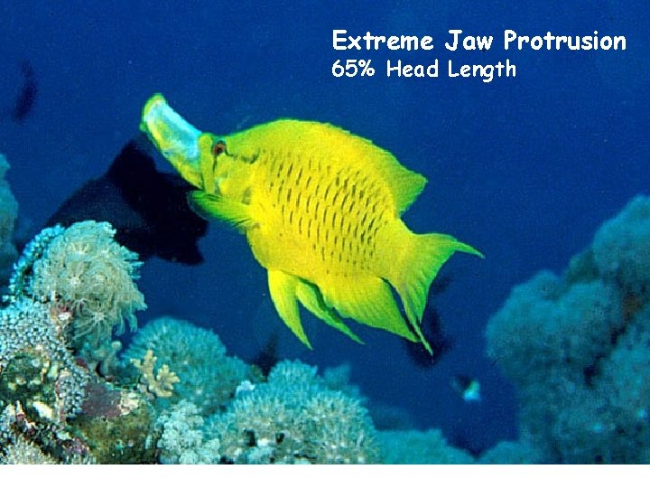 Extreme Jaw Protrusion 65% Head Length 
