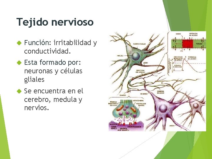 Tejido nervioso Función: irritabilidad y conductividad. Esta formado por: neuronas y células gliales Se