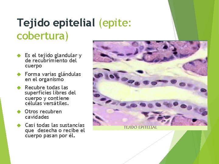Tejido epitelial (epite: cobertura) Es el tejido glandular y de recubrimiento del cuerpo Forma