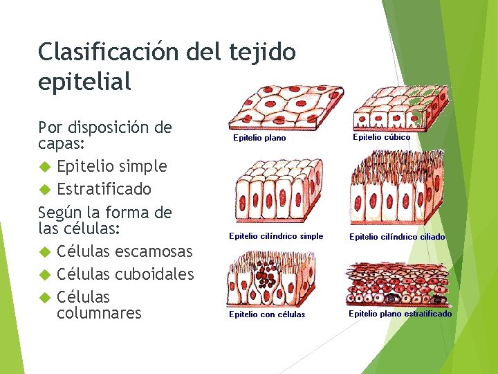 Clasificación del tejido epitelial Por disposición de capas: Epitelio simple Estratificado Según la forma