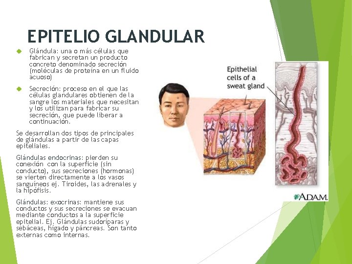 EPITELIO GLANDULAR Glándula: una o más células que fabrican y secretan un producto concreto