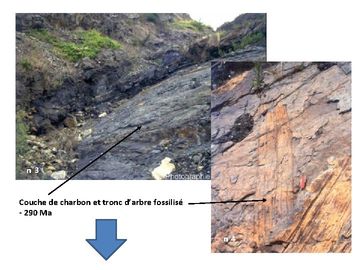 n° 3 Couche de charbon et tronc d’arbre fossilisé - 290 Ma n° 4