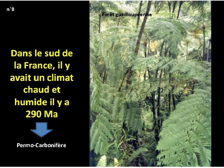 n° 8 Forêt guadloupéenne Permo-Carbonifère 