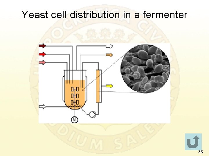 Yeast cell distribution in a fermenter 36 