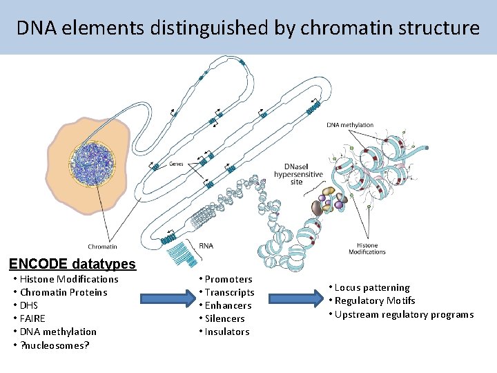 DNA elements distinguished by chromatin structure ENCODE datatypes • Histone Modifications • Chromatin Proteins