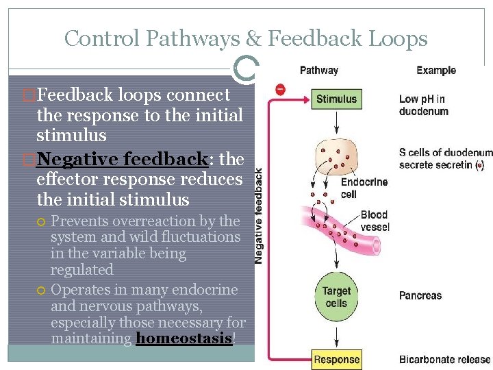 Control Pathways & Feedback Loops �Feedback loops connect the response to the initial stimulus