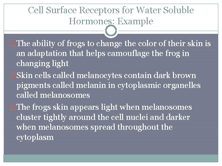 Cell Surface Receptors for Water Soluble Hormones: Example �The ability of frogs to change