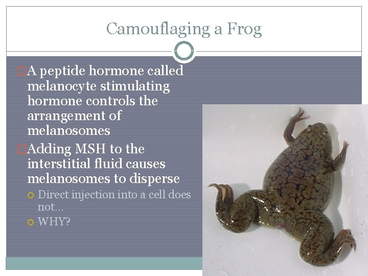 Camouflaging a Frog �A peptide hormone called melanocyte stimulating hormone controls the arrangement of