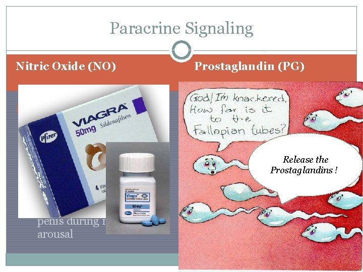 Paracrine Signaling Nitric Oxide (NO) �When blood O 2 levels fall it activates enzymes