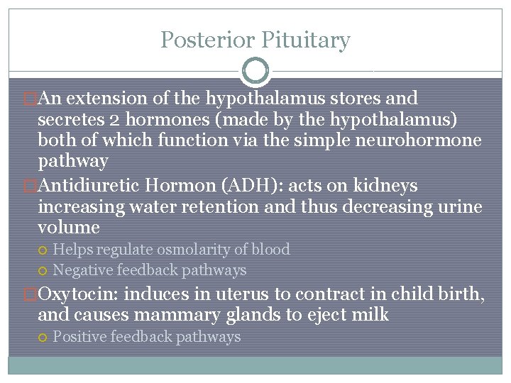 Posterior Pituitary �An extension of the hypothalamus stores and secretes 2 hormones (made by