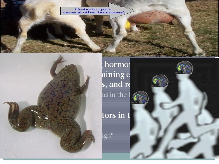 Nontropic Hormones of the Anterior Pituitary �Prolactin (PRL): stimulates mammary gland growth & milk