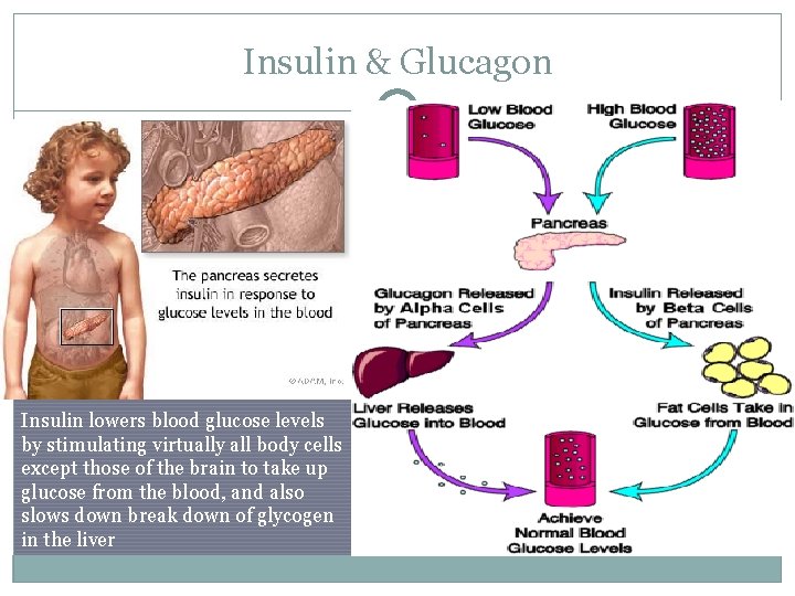 Insulin & Glucagon Insulin lowers blood glucose levels by stimulating virtually all body cells