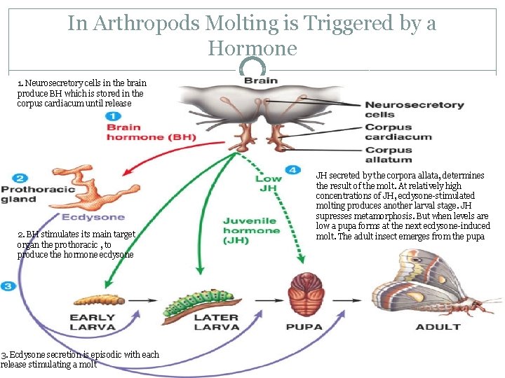 In Arthropods Molting is Triggered by a Hormone 1. Neurosecretory cells in the brain