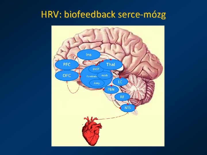 HRV: biofeedback serce-mózg 