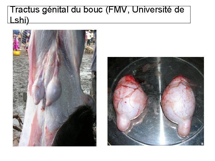 Tractus génital du bouc (FMV, Université de Lshi) 