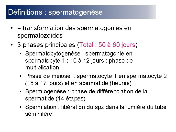 Définitions : spermatogenèse • = transformation des spermatogonies en spermatozoïdes • 3 phases principales