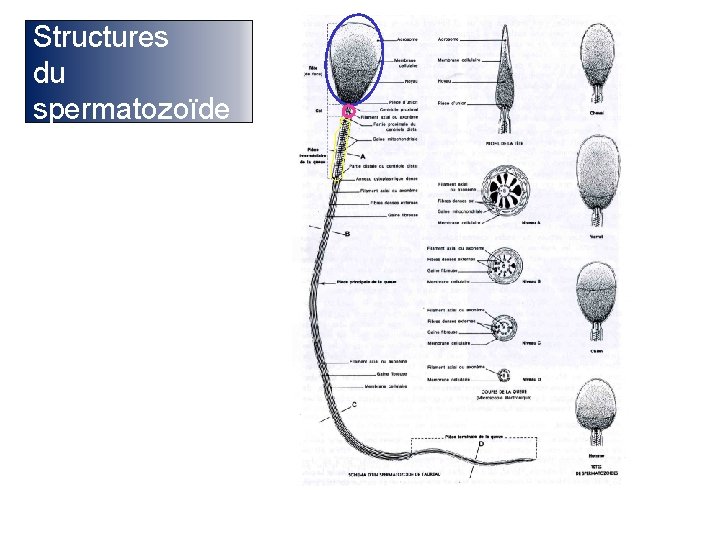 Structures du spermatozoïde Prof. Ch. Hanzen- Propédeutique de l ’appareil génital mâle des ruminants