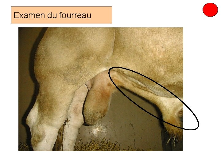 Examen du fourreau Prof. Ch. Hanzen- Propédeutique de l ’appareil génital mâle des ruminants