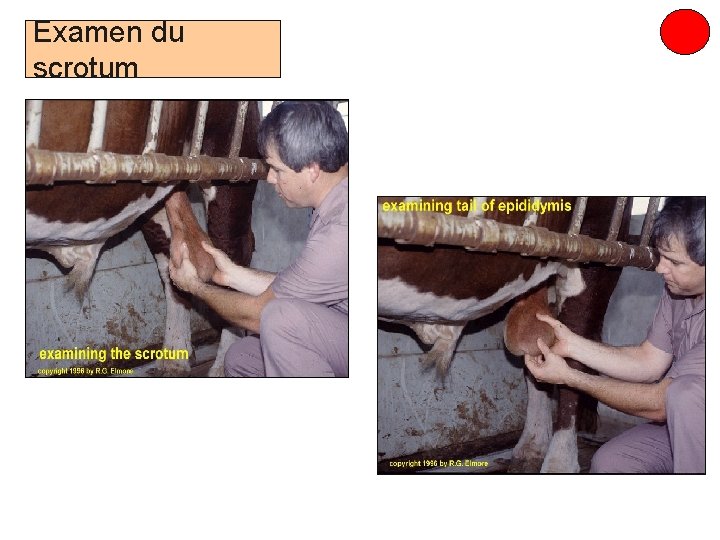 Examen du scrotum Prof. Ch. Hanzen- Propédeutique de l ’appareil génital mâle des ruminants